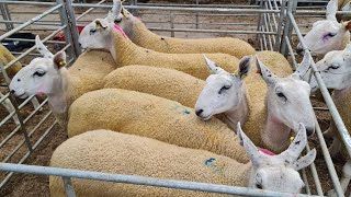 Selling 1200 Sheep in 4 Hours! Sheep Sale 2022 at Jalex Livestock