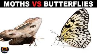 What Is The Difference Between Moths And Butterflies?