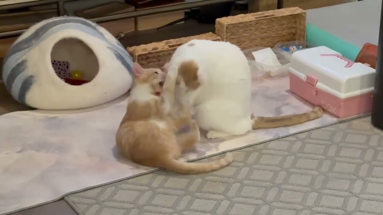 Dustin, a Adoptable Domestic Short Hair in Escondido, CA video 6/6
