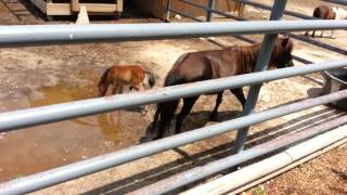 preview picture of video 'Tiny little horse at the Snake Farm Zoo in Texas.'