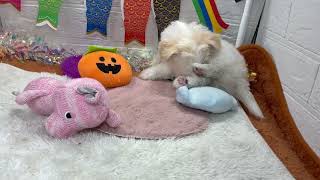 ハーフ犬の動画01