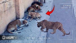 Download lagu SCARY Caught on CCTV!! Moments when a Leopard Attacks a Pet Dog While It's Sleeping Well mp3 Download lagu SCARY Caught on CCTV!! Moments when a Leopard Attacks a Pet Dog While It's Sleeping Well mp3