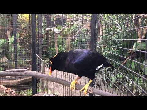 Talking bird: Kukuryku and don't worry - Bali Island - Indonesia  - Asia