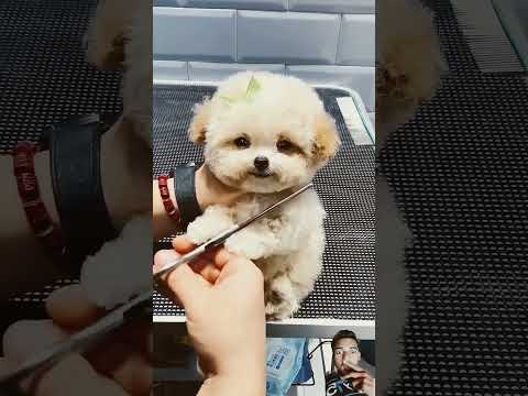 Baby dog 🐶🐕 amazing😍  hair ✂✂cutting#subscribe #funny #shorts #trending 🔥🔥#viralvideo #viralshort