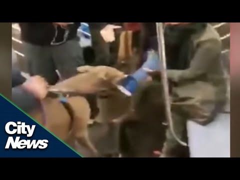 Pit bull attacks woman on NYC subway