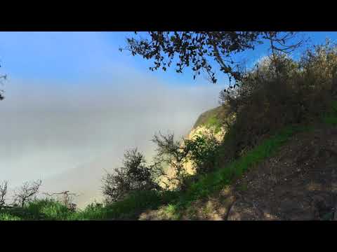 Psalm Trees - Wherever You Are