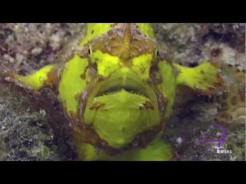 Anglerfisch/Frogfish, Bonaire,Niederländische Antillen