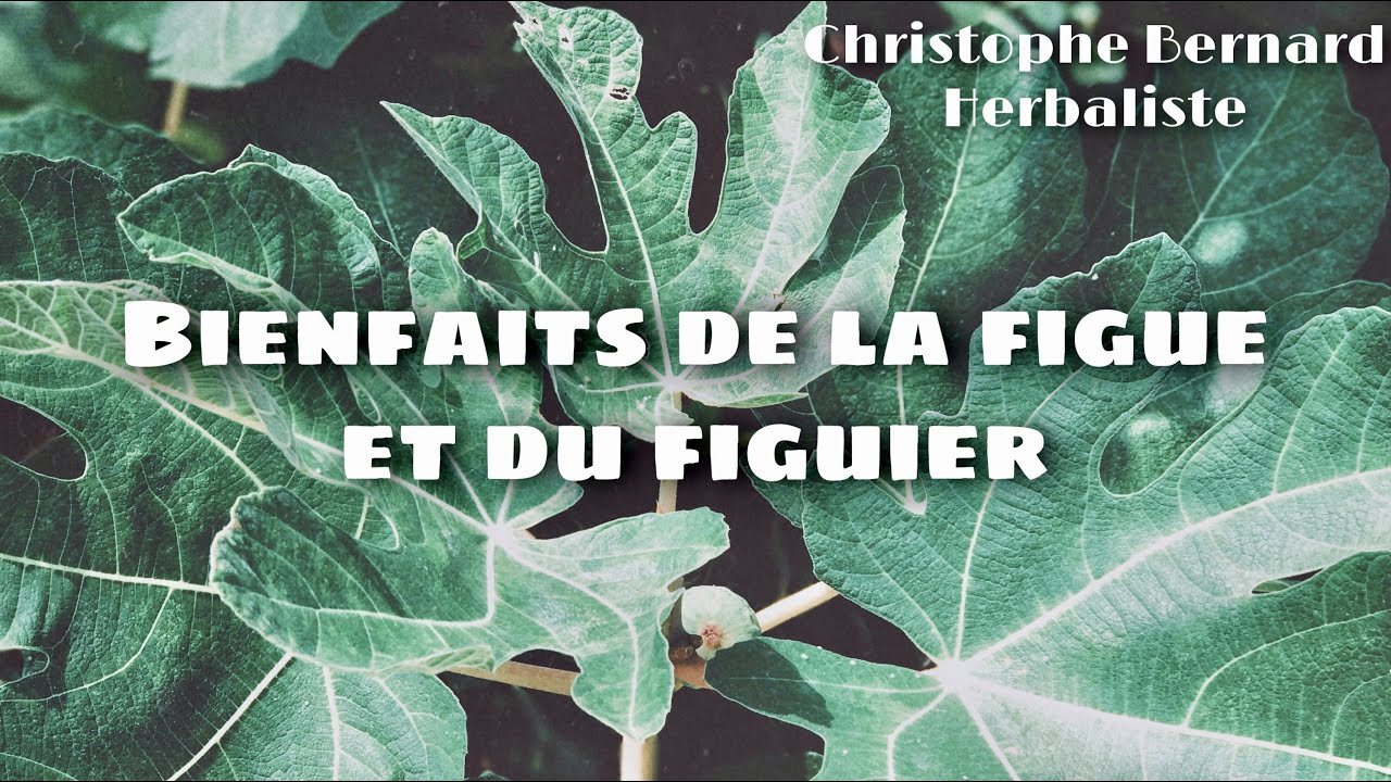 Bienfaits de la figue et du figuier (Ficus carica)