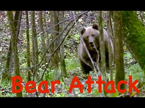 Атака медведя. Застрелить или оставить в живых? / Bear Attack