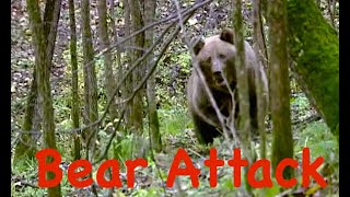 Атака медведя. Застрелить или оставить в живых? / Bear Attack/ Урал