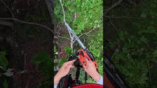 Dropping huge pieces of dead wood off a storm damaged maple