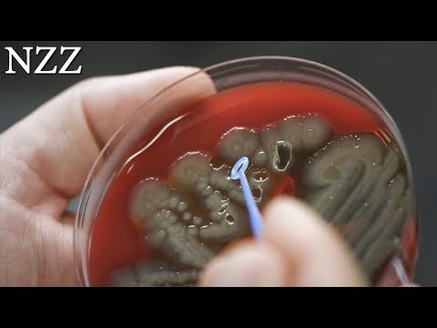 Superkeime: die tödlichen Feinde, Ausschnitt einer Dokumentation von NZZ Format