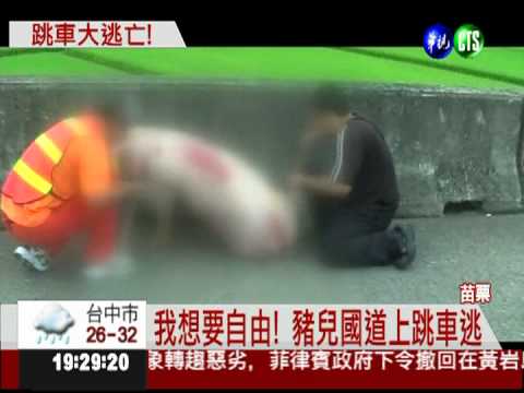 豬跳車大逃亡 警急封道路"通緝"