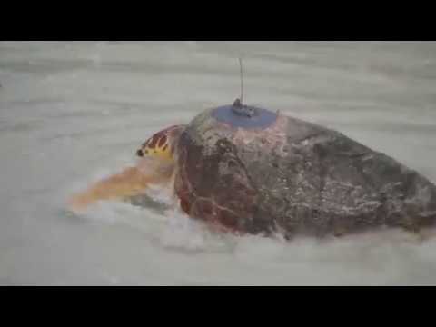 225-pound sea turtle returned to the sea in Clearwater Beach