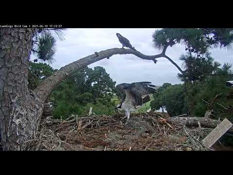 Stranger crashes the nest in Savannah             17 13 57 6 19 21