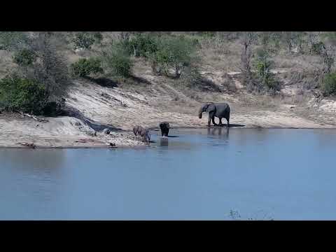 Djuma: Elephant calf chases Nyala bull and Egyptian Geese with Hippo watching - 15:02 - 09/25/2022