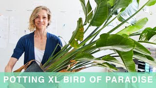 How To Pot & Care For Giant Bird Of Paradise Plant In Self-watering Lechuza Planter