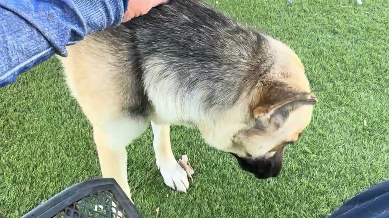 Leanna, a ADOPTABLE German Shepherd Dog in Wasco, CA video 6/6