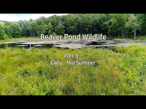 Beaver Pond Wildlife: Part 3- Early to Mid Summer