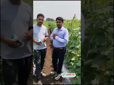 Pkb gel and Infinite's result. (Kimeya Agro Solutions Pvt Ltd)