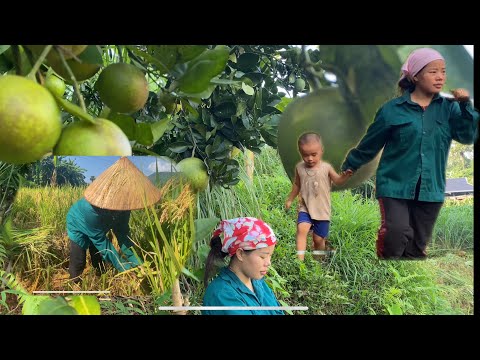 Vá até a roça colher arroz e prepare o terreno para plantar milho para a próxima safra