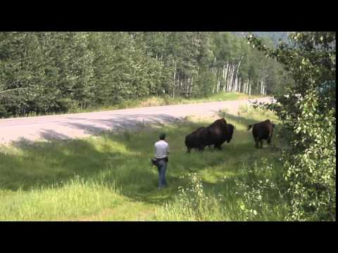 Fred - der Bison, Liard River Hotsprings PP
