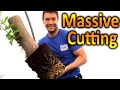 BIGGEST Cutting We Ve Ever Rooted How To Grow A Fig Tree From A Cutting Extreme Plant Propagation