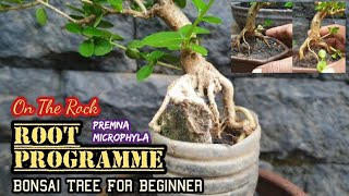 Download lagu Bonsai Tree For Beginner Root Programme On The Rock Premna Microphyla #programakar #rootprogramme mp3