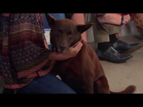 Red Dog: True Blue - Studio 10 Interview