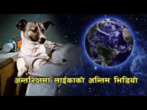 अन्तरिक्षमा लाईकालाई के भएको थियो ? The Space Dog Laika || BS PRODUCTION