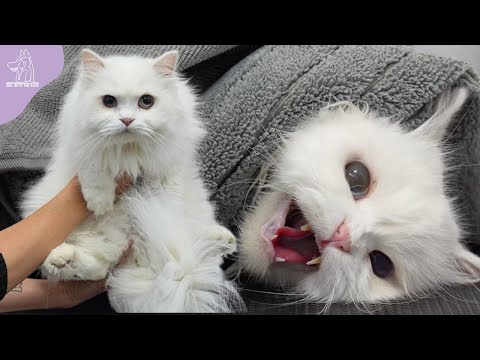 This Cat Went From ZERO To ONE HUNDRED Real Quick! 😐 | Persian Cat