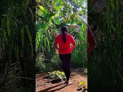 Nosso final de semana na chácara...pov. de Colinas Ma. Cortando cachos de banana 🍌 🏡☀️👏😊