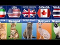 Cat Breeds From Different Countries