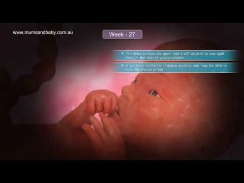 Pregnancy Week  27 www.mumsandbaby.com