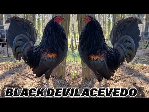 Devil Black Kentucky Beautiful Black Birds - JUAN ACEVEDO FARM
