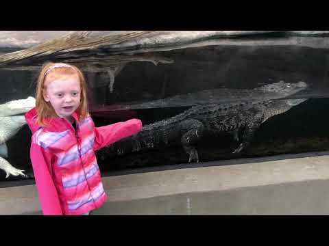 My daughter explaining the difference between the reptiles at the NC aquarium.