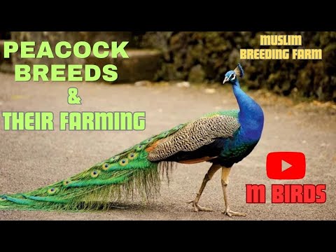 Exquisite Peacock Breeds and Their Farming | Unveiling the Wonders of Peafowl