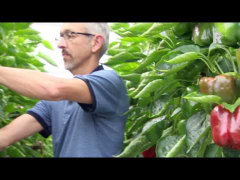 Reportage over Koen van Wijk en het verschijnen van zijn boek Land van Glas