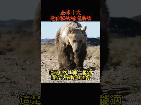 全球十大最神秘的稀有動物，戈壁熊只能排第六，第一名發現後上百年才拍攝到真實影像 #世界之最#世界之最top #世界之最world