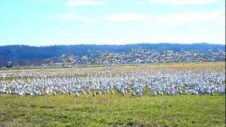 preview picture of video 'Flock of Snow Geese Fly By'