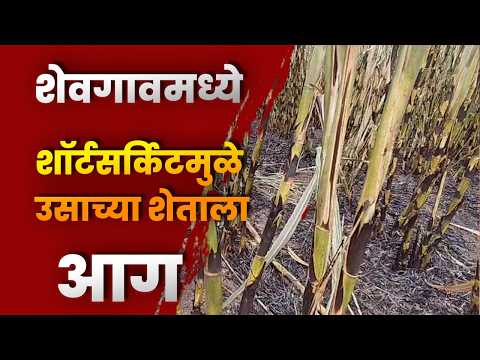 शेवगावमध्ये शॉर्टसर्किटमुळे उसाच्या शेताला आग शेवगावमध्ये शॉर्टसर्किटमुळे उसाच्या शेताला आग