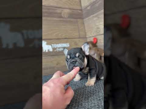 Video 1