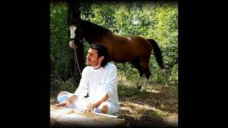 Piqued Jacks - Wildly Shine (Forever Everywhere)