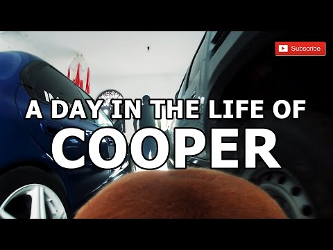 GoPro on my Dog. A Day in the life of Cooper! 🐶🐕