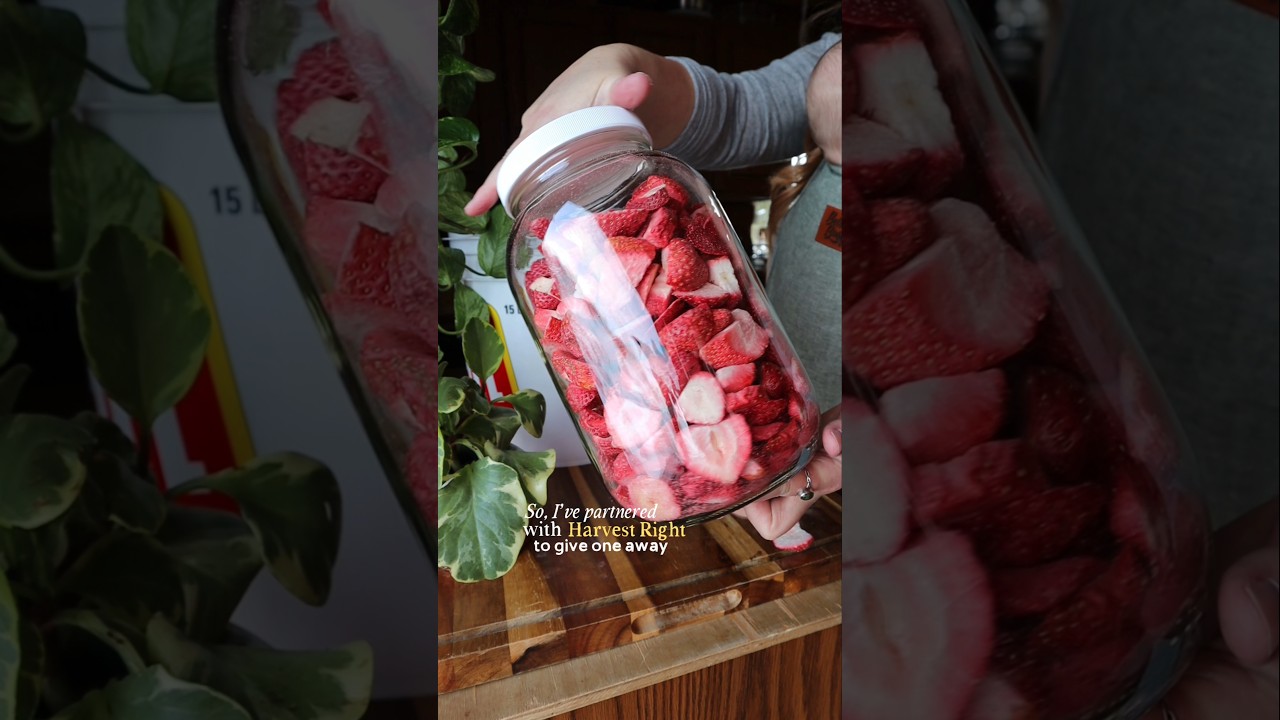 enter to win a FREEZE DRYER over on IG 👉🏼 @homesteadonpurpose #freezedryer #freezedriedfood