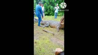 Download lagu akhirnya dapat lagi buaya raksasa pemangsa manusia mp3