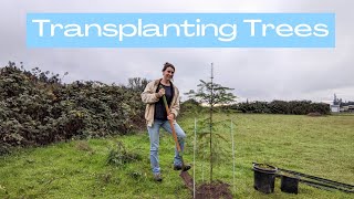 Transplanting Trees From Nature: pine + maple | Bare Root | Budget-Friendly Trees