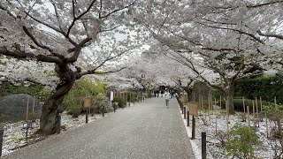 Sakura Season in Kamakura - 2025