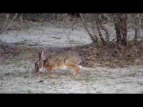 Djuma: Scrub Hare feeding during day time - 17:55 - 11/15/19