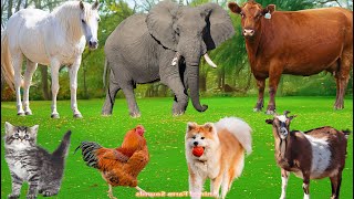Cute Farm Animals: Sheep, Goat, Cow, Chicken, Rabbit, Pig, Duck, Dog – Animal Sounds